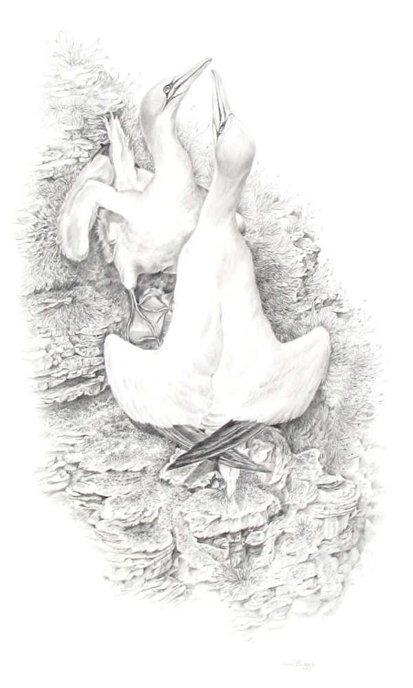 Gannets