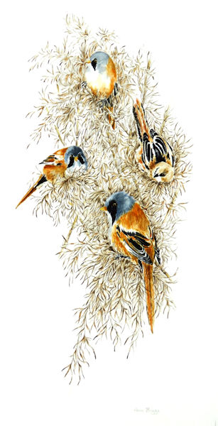 reedlings_600.jpg